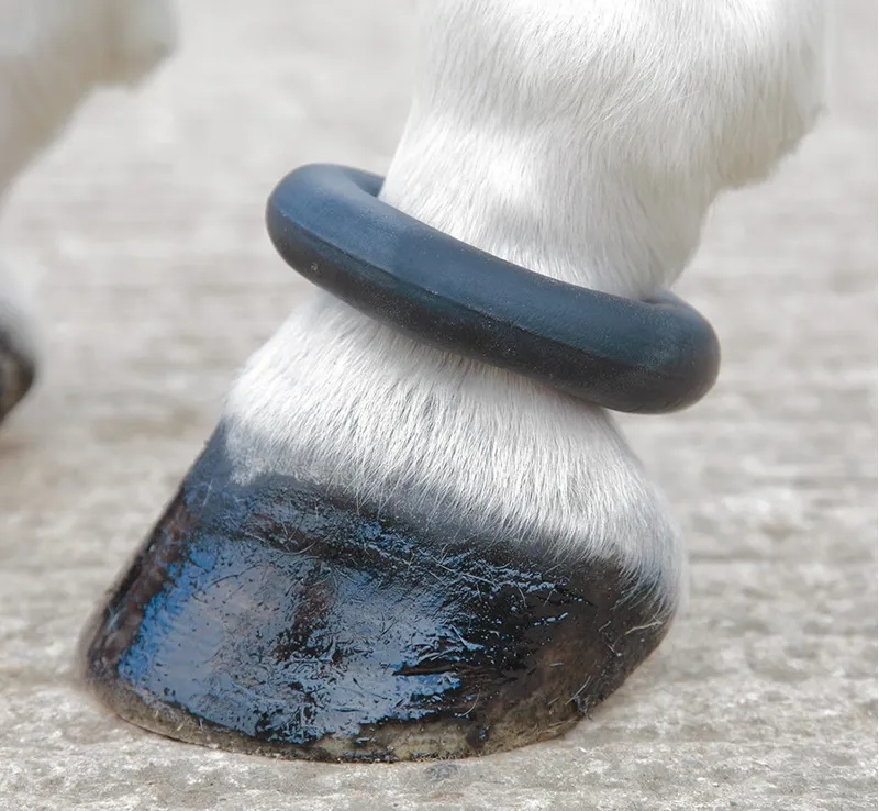 Shires Fetlock Ring in Black